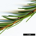 SpeciesSub: (L.decidua × L.laricina)
